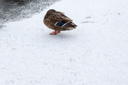 Today’s series (well technically the pictures are from yesterday) - birds on ice. Black headed gulls