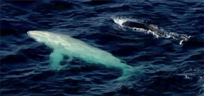 huffingtonpost:  This very rare all-white humpback seriously looks like a ghost.