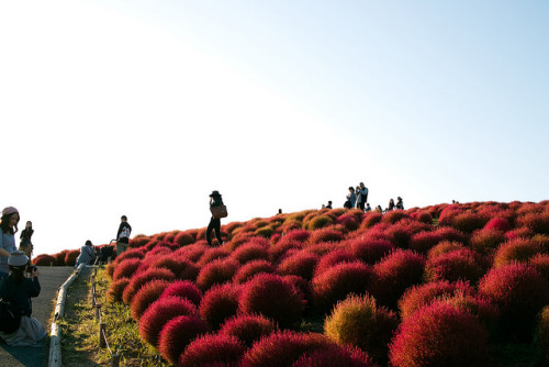 floralls:Kochia byY I