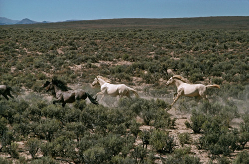 unearthedviews:USA, Nevada, 1977. Wild horses.