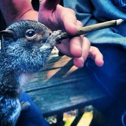 Mr. Squirrel was like &ldquo;can I hit that?!&rdquo; #smoking #animals #420 #funny #instaphoto