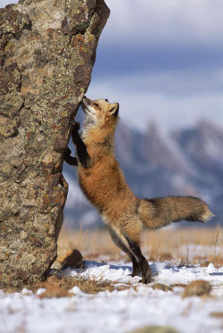 beautiful-wildlife:  Red Fox smelling rock,