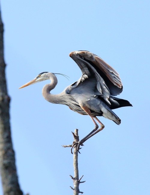 birdphotos:“Get A Grip” Great Blue Heron  The Great Swam Conservancy Canastota