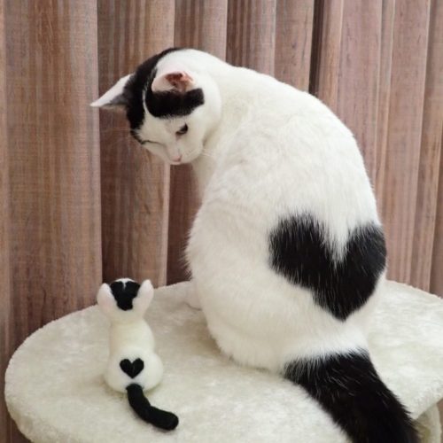 cuteness–overload:Little Kitty heart in backSource: http://bit.ly/2MA6MMD