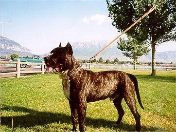 A breed often mistaken for a Cane Corso is this dog, the Presa Canario. It’s likely cause they