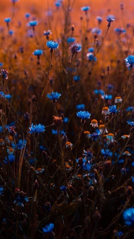 walk with me - Flowers Tumblr