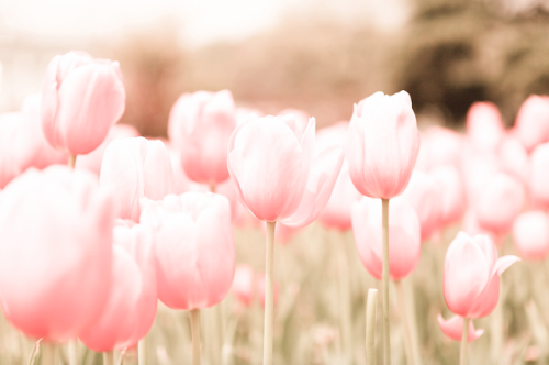 Garden of Pale Pink | by Huang shans