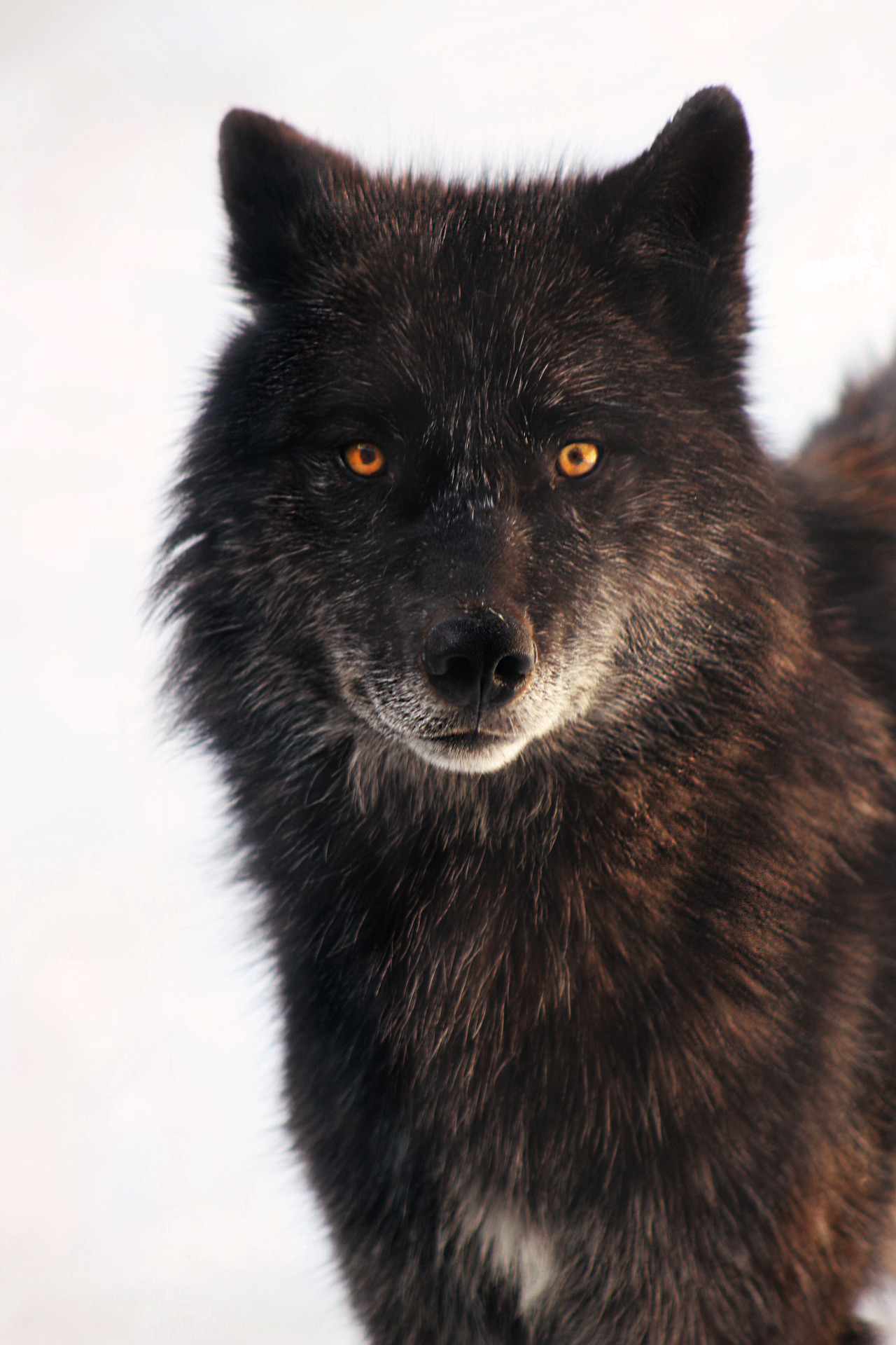 wolveswolves:    fifiandtheflowerpots submitted: Photo of a wild wolf in Madawaska
