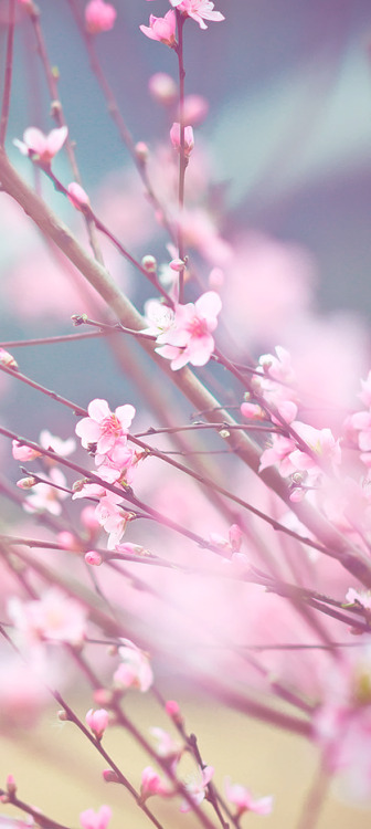 hana-yome: by (魔小一)