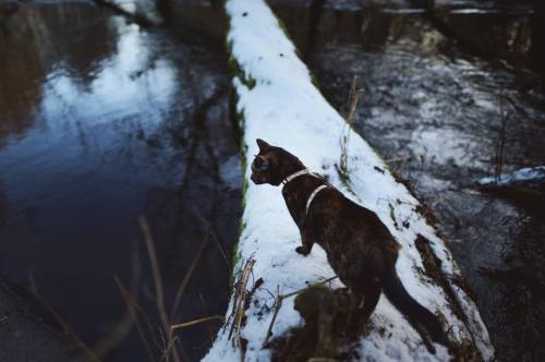 cateffectblog: Winter Adventures www.instagram.com/cat_effect