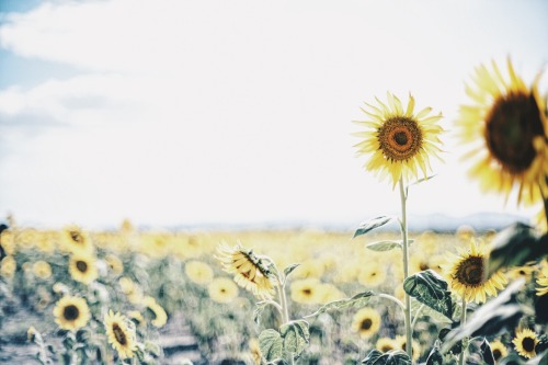 Sunlight Emphasizing Ephemeral