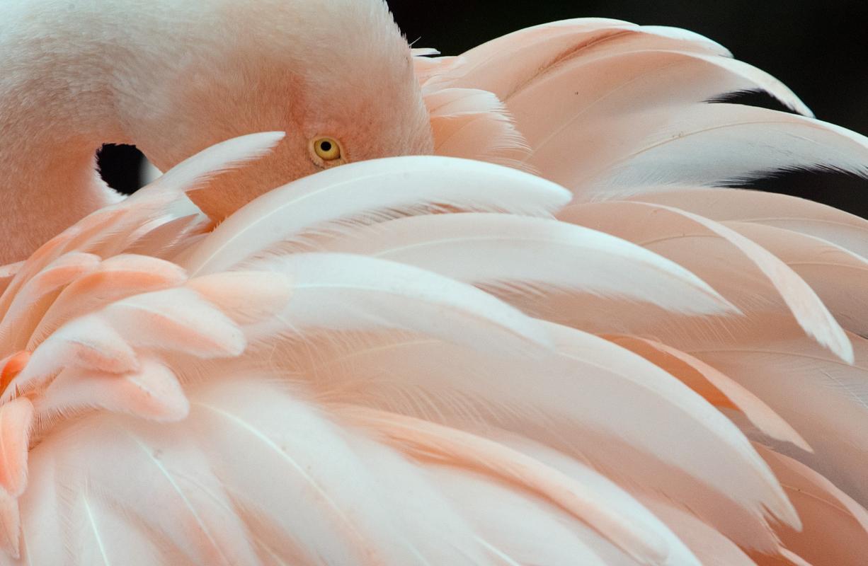 A flamingo grooms its feathers at the Frankfurt Zoo in Germany (Photo by Boris Roessler/EPA via Yahoo News)