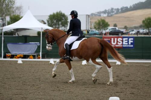all-the-horses: Deja VuIjsselmeer x UalaniDutch Warmblood, MareBorn 2007