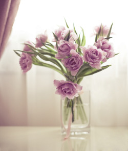 theprincessphotodiary:  birthday tulips by