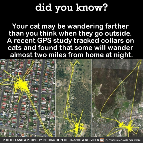 did-you-kno:Your cat may be wandering farther than you think when they go outside. A recent GPS stud