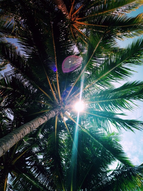 jayalvarrez:Lazzzy baby under the palms by jayalvarrez