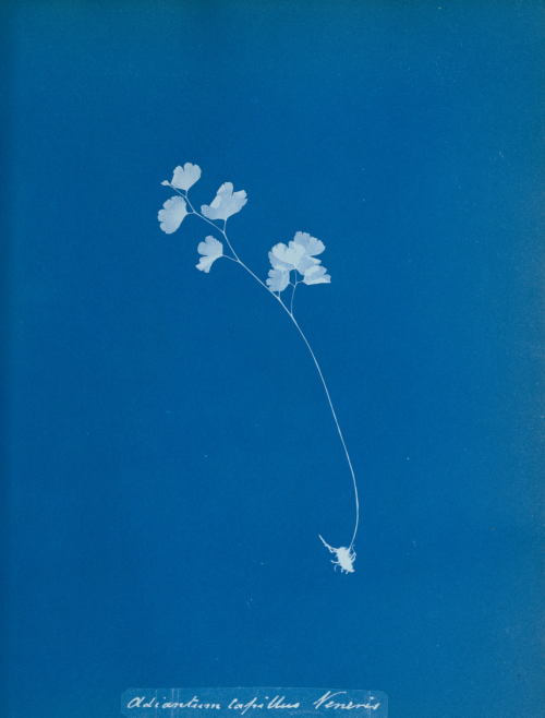   Print by 19th-century botanist and photographer porn pictures