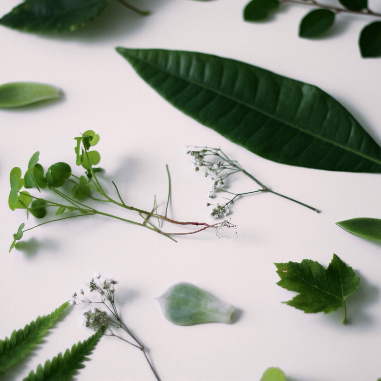 jarcup:  Different leaves throughout my garden. 
