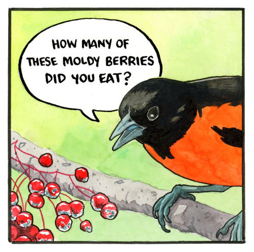 falseknees:The Pattern