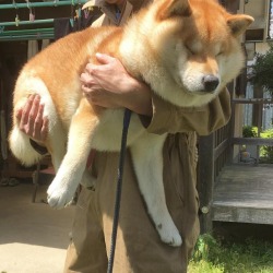 Shiba Lovers