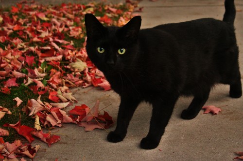 ryuunoyuki:the-halloween-hamster:I was taking pictures of some leaves and this cat appeared out of n