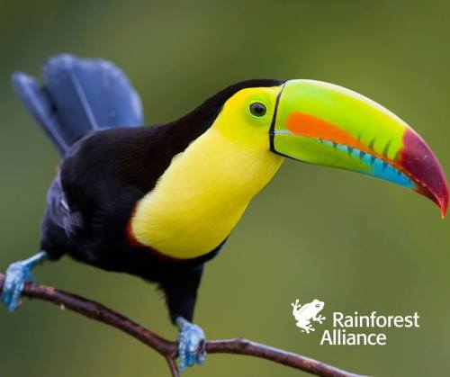 Keel billed toucan