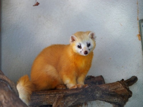 Japanese marten (Martes melampus) at a Japanese zoo.