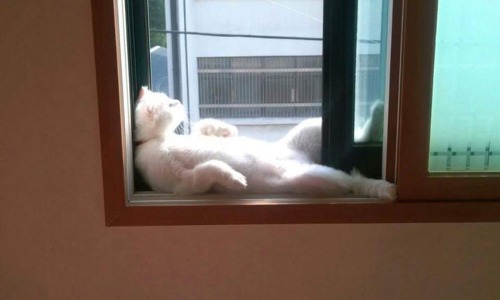 ghost-of-algren:  plasmalogical:  themarinestarringjohncena:  Look how hard this cat is lounging (twitter)  hedonism  Reblog if you support and condone hedonist cat and all his actions 