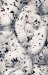 Sex worldssmallesttrampoline:🐶 Piles of Dalmation pictures