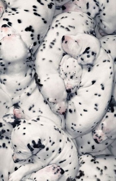 worldssmallesttrampoline:🐶 Piles of Dalmation porn pictures