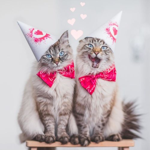 ❤️❤️❤️ #Toronto #Siberiancat #hearts #valentines #cats  (See more of Alice, Finnegan, and Oliver, on