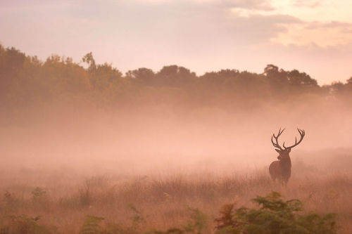 sortra:  Sam Coppard Captures Stunning Images of Wild Deer in London’s Richmond Park  View Ful