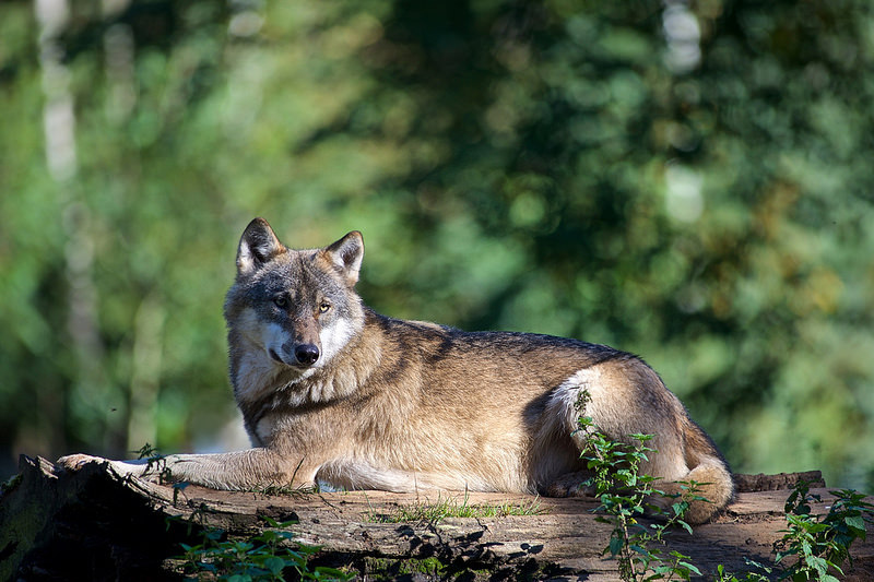 lonestray:  By  Klaus Werning