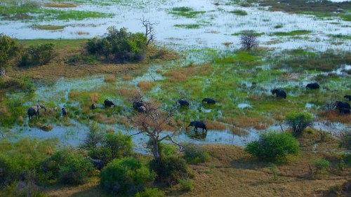 The Okavango Delta – the jewel of the KalahariThe Okavango Delta lies in the north of Botswana nestl