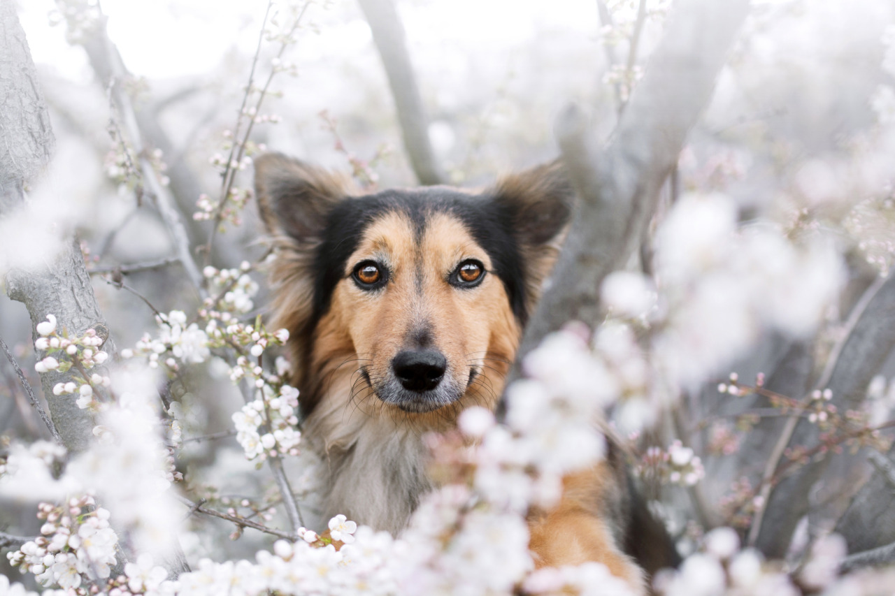 little-fox-adventures:  why you so pretty?