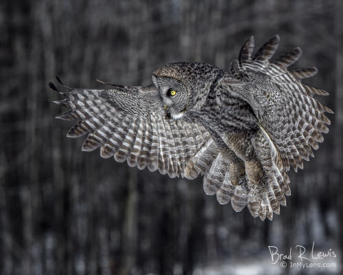 Great Gray Owl - Hunting at Refuge -  Châteauguay, QC CANADABrad Lewis