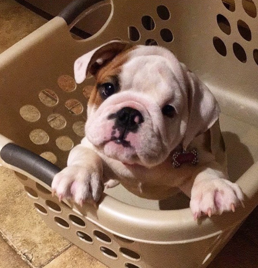 WorldofBulldog