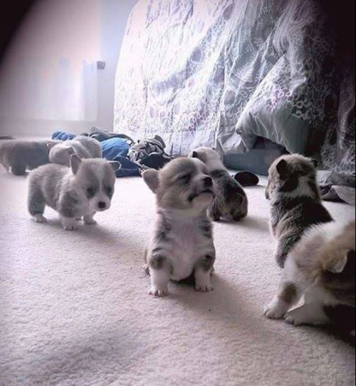 awwww-cute: 3-week old Corgis