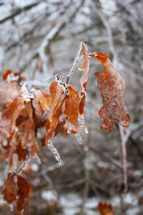coraruthphotography:  After an ice storm 1/17/17  🌨❄️🍂  Cora Ruth Photography 