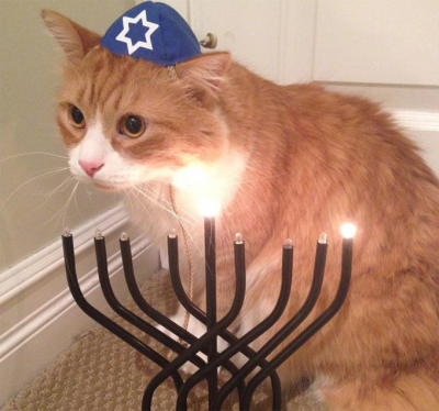 tami-taylors-hair:yehudah:compilationHappy Hanukkah to all my Jewish human friends and Happy Hannukkat to their cats!