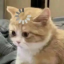 maplefluff