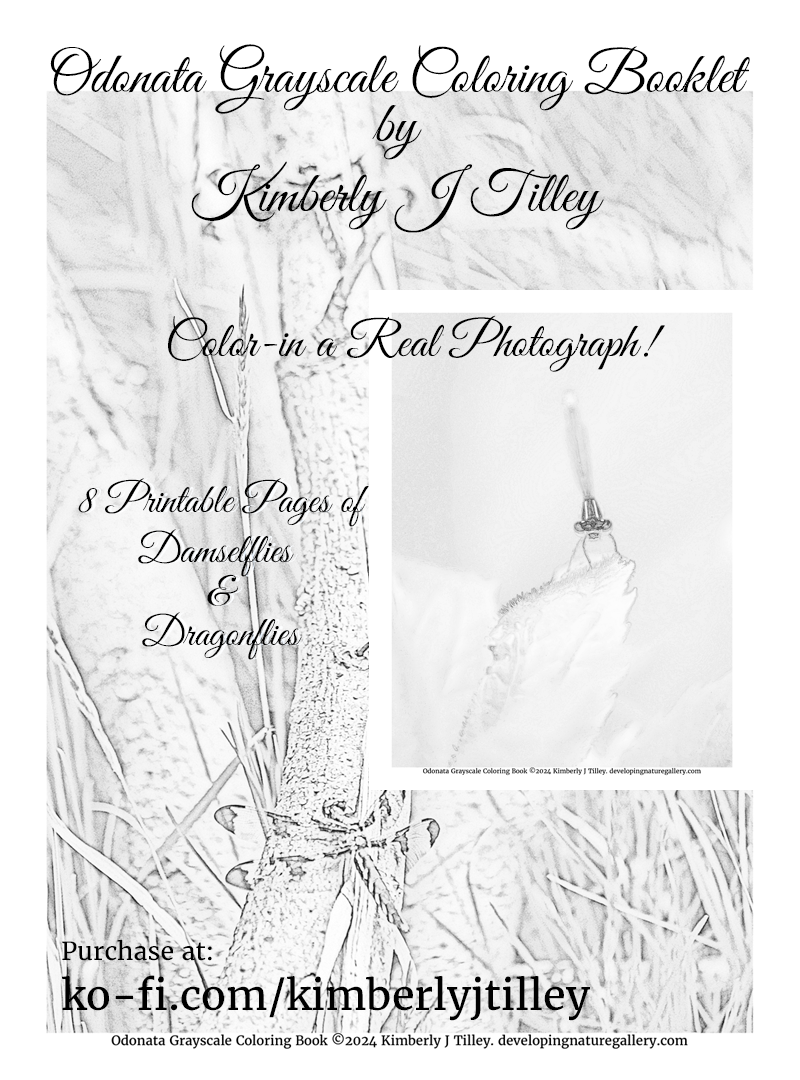Odonata Grayscale Coloring Booklet by Kimberly J Tilley. 8 printable pages of dragonflies and damselfllies. $4 at ko-fi.com/kimberlyjtilley.