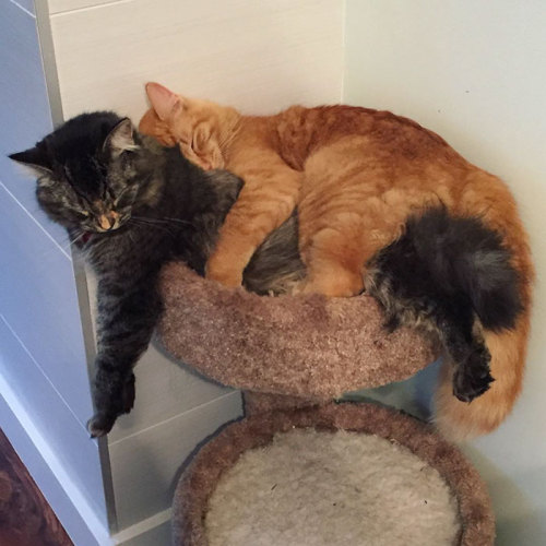 boredpanda:Inseparable Cats Insist On Sleeping Together Even After Outgrowing Their Bed