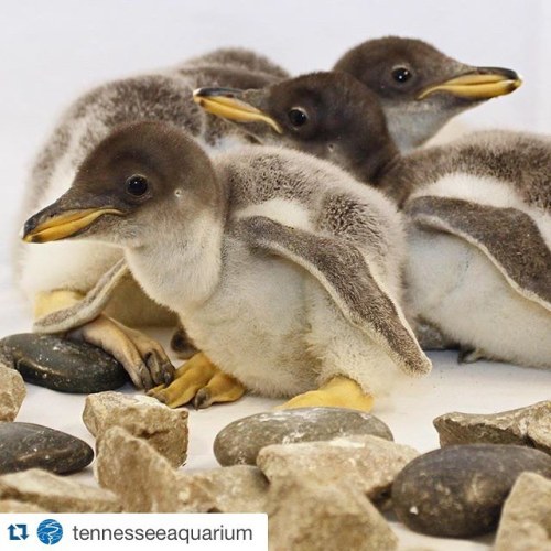 #Repost @tennesseeaquarium with @repostapp. ・・・ Can you handle the #cuteness? Not one but THREE Gent