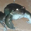 ampipian
