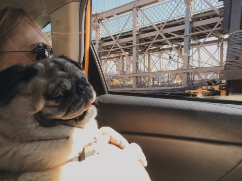 Buffy’s loving her Manhattan to Dumbo trip (at Brooklyn Bridge)