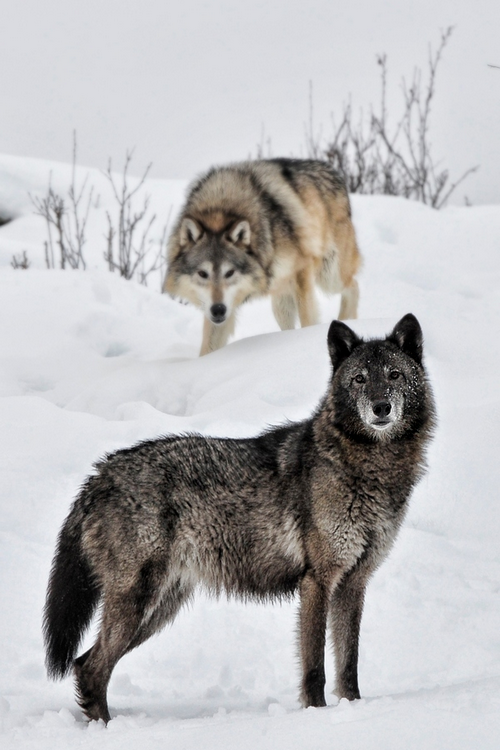 wonderous-world:  Two Wolves by Anita Erdmann