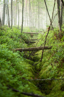 pineandantler:  forest hanna östman 