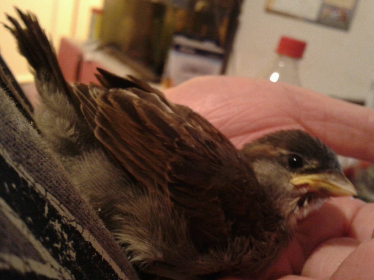 kazzythegreat:  Our little baby sparrow, from the day we took him in to about two