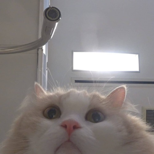 luv-cat:디디- 셀카 찍는다- // dd…take selfie